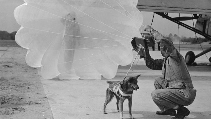 PatFurstenberg's tweet photo. British army dogs trained to sniff mines dropped from the skies on #DDay. They were the #dogs of the 13th (Lancashire) Parachute Battalion #Normandy 🐶 🐕
#Paradogs, the Flying Dogs of #War
#WW2 #Doggo https://t.co/i7m6ayTuHp