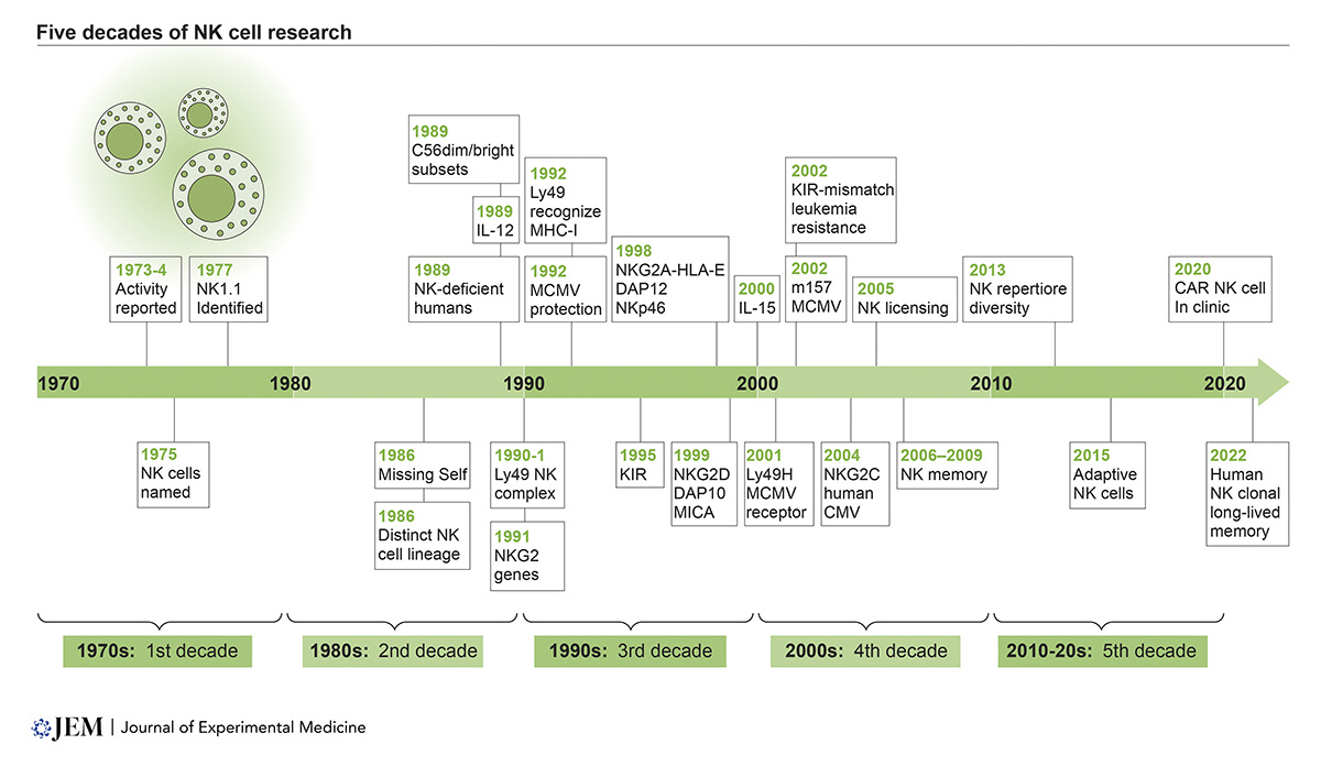 Journal of Experimental Medicine (@jexpmed) on Twitter photo NK cells were first described five decades ago and named in 1975. This brief Perspective from Lewis Lanier <a href="/UCSF/">UC San Francisco</a> highlights a timeline of a few selected advancements in NK cell biology in each decade. hubs.la/Q02zRMB70
🎥 See video summary: hubs.la/Q02zRKh80 NK cells were first described five decades ago and named in 1975. This brief Perspective from Lewis Lanier <a href="/UCSF/">UC San Francisco</a> highlights a timeline of a few selected advancements in NK cell biology in each decade. hubs.la/Q02zRMB70
🎥 See video summary: hubs.la/Q02zRKh80