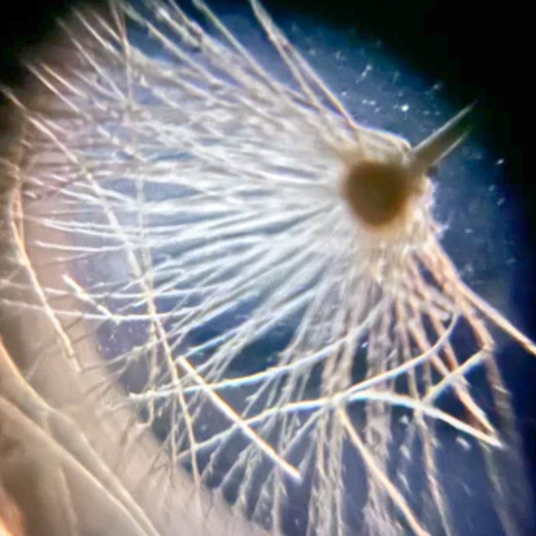 TeamFoldscope's tweet photo. 📣 New blog post! This "Foldscope Explores" blog is all about Dandelion Fluff 💐

Full article at https://t.co/lJXrB73TuS  --> "...The dandelion seeds are attached to a white disk that looks like a pincushion when all of the seeds have been blown away...."

#blog #stem #outreach https://t.co/KNtRSItAer