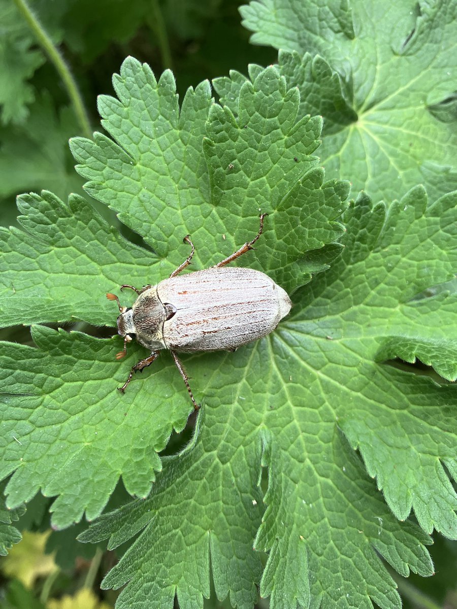 Chris Valentine 🇺🇦🇨🇦🇵🇦🇬🇱 tweet media