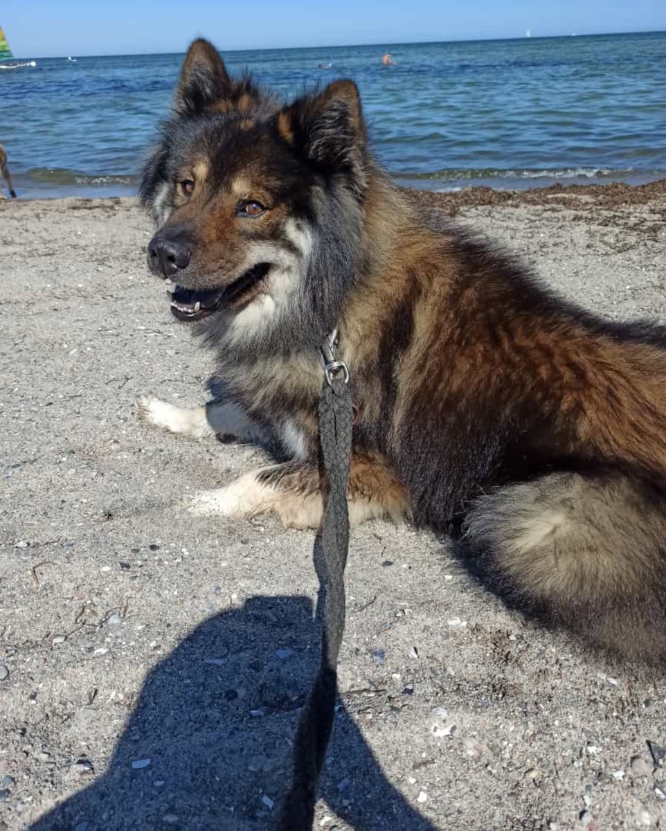 Didi_o7's tweet photo. Happy birthday Arek der coolste Hund der Welt❤️❤️ 
Einfach schön 9 Jahre🥹🥹❤️
Ich hab dich lieb❤️❤️❤️ https://t.co/Ge6wE7lzrl