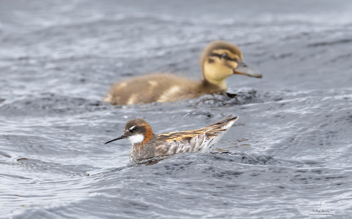 HughHarrop's tweet image. If you&apos;ve ever wondered just how small Red-necked Phalaropes really are, they&apos;re this small ⬇️

Mallard duckling for size comparison...