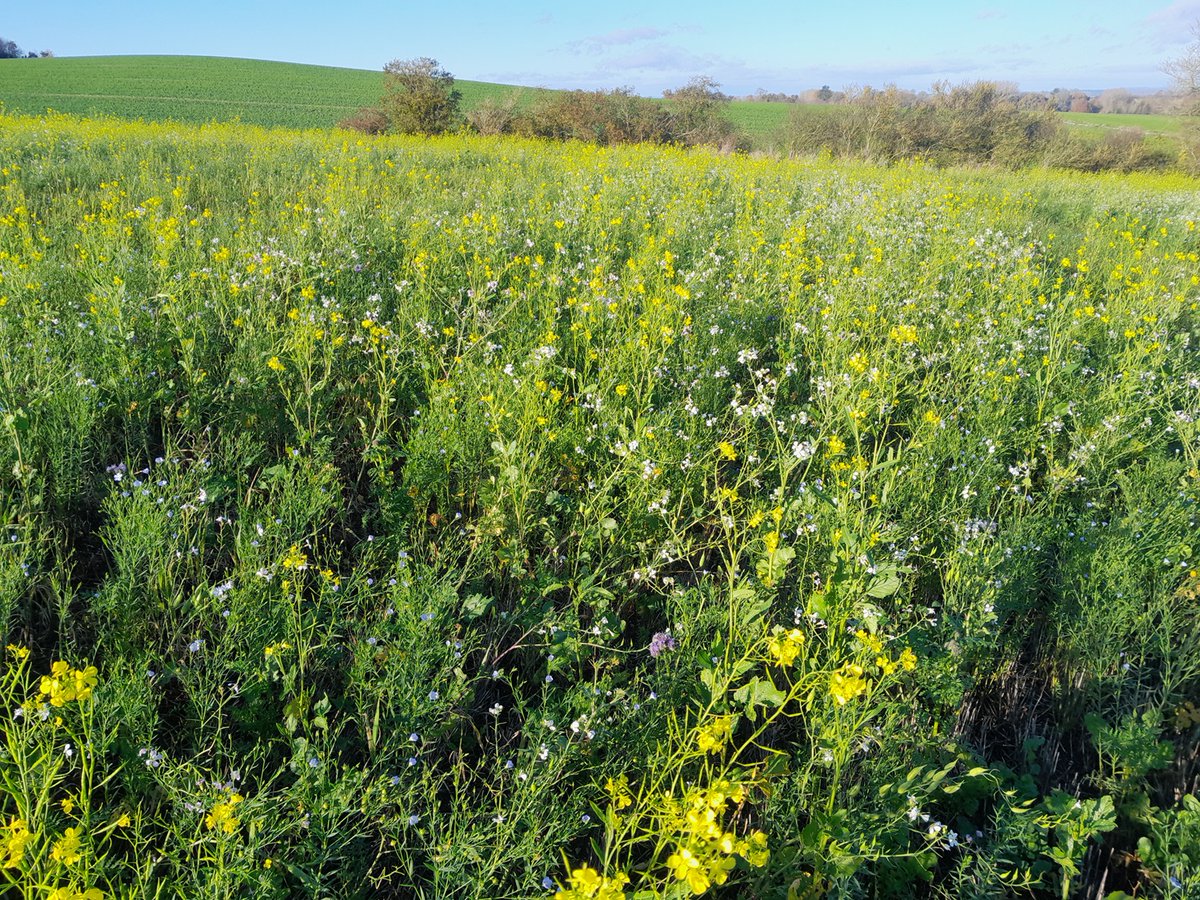 Direct Driller (@mydirectdriller) on Twitter photo Want to ask a question about how to profit from SFI? We are having a Q&A as part of our SFI talk at @cerealsevent - submit your questions here - thefarmingforum.co.uk/index.php?thre… #cereals24 <a href="/baseuk/">BASE-UK</a> <a href="/GFW_LLP/">GFW</a> @trinityagtech @linesmartin <a href="/georgiewildbray/">Georgie Bray</a> <a href="/BenAdamsAgri/">Ben Adams 🌾</a> Want to ask a question about how to profit from SFI? We are having a Q&A as part of our SFI talk at @cerealsevent - submit your questions here - thefarmingforum.co.uk/index.php?thre… #cereals24 <a href="/baseuk/">BASE-UK</a> <a href="/GFW_LLP/">GFW</a> @trinityagtech @linesmartin <a href="/georgiewildbray/">Georgie Bray</a> <a href="/BenAdamsAgri/">Ben Adams 🌾</a>