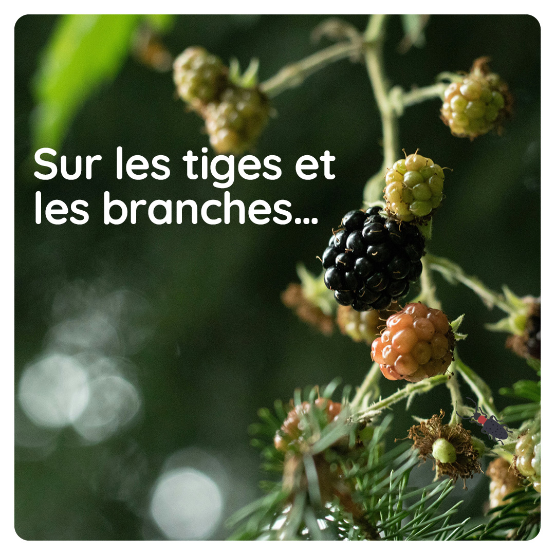 Commission de coopération environnementale tweet media