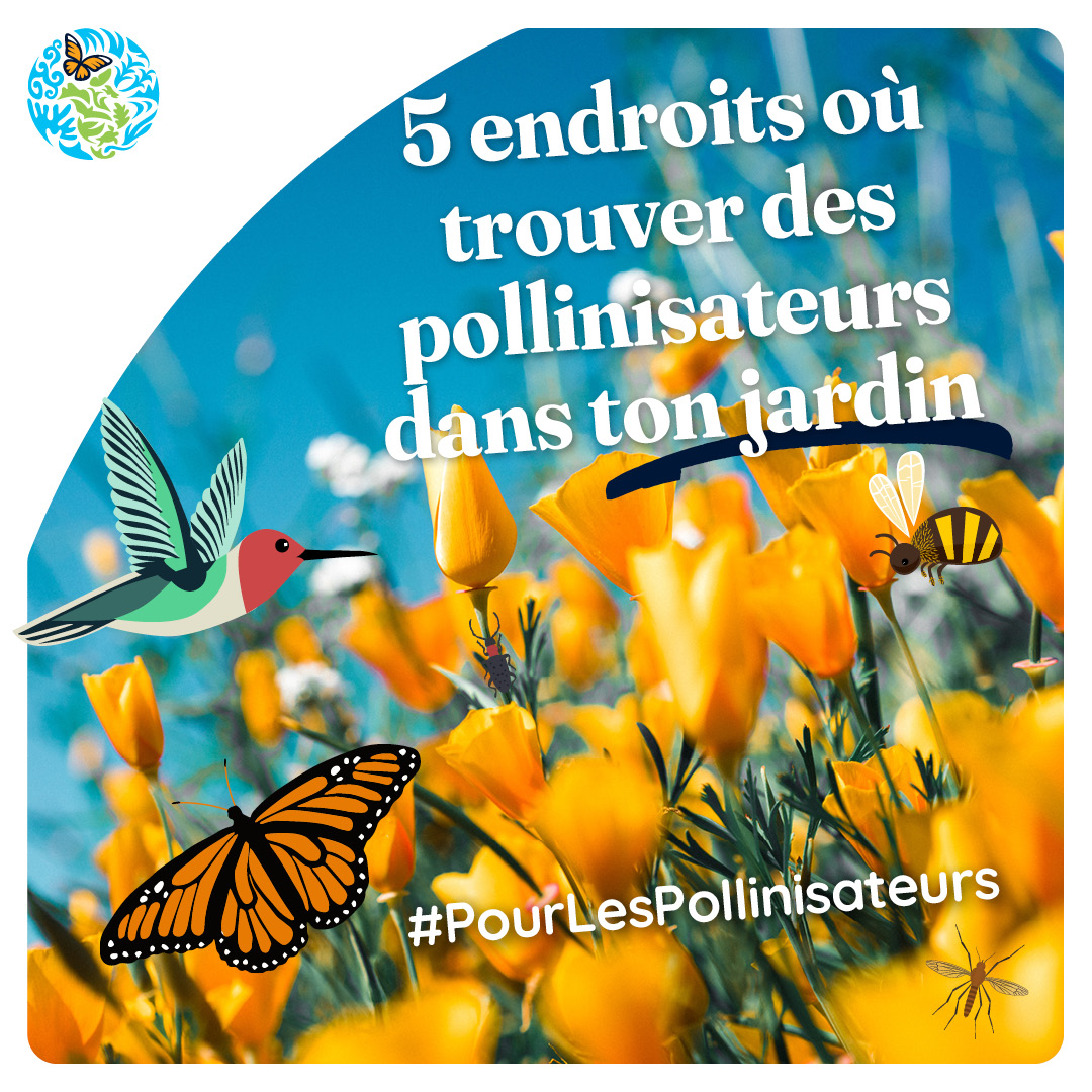 Commission de coopération environnementale tweet media