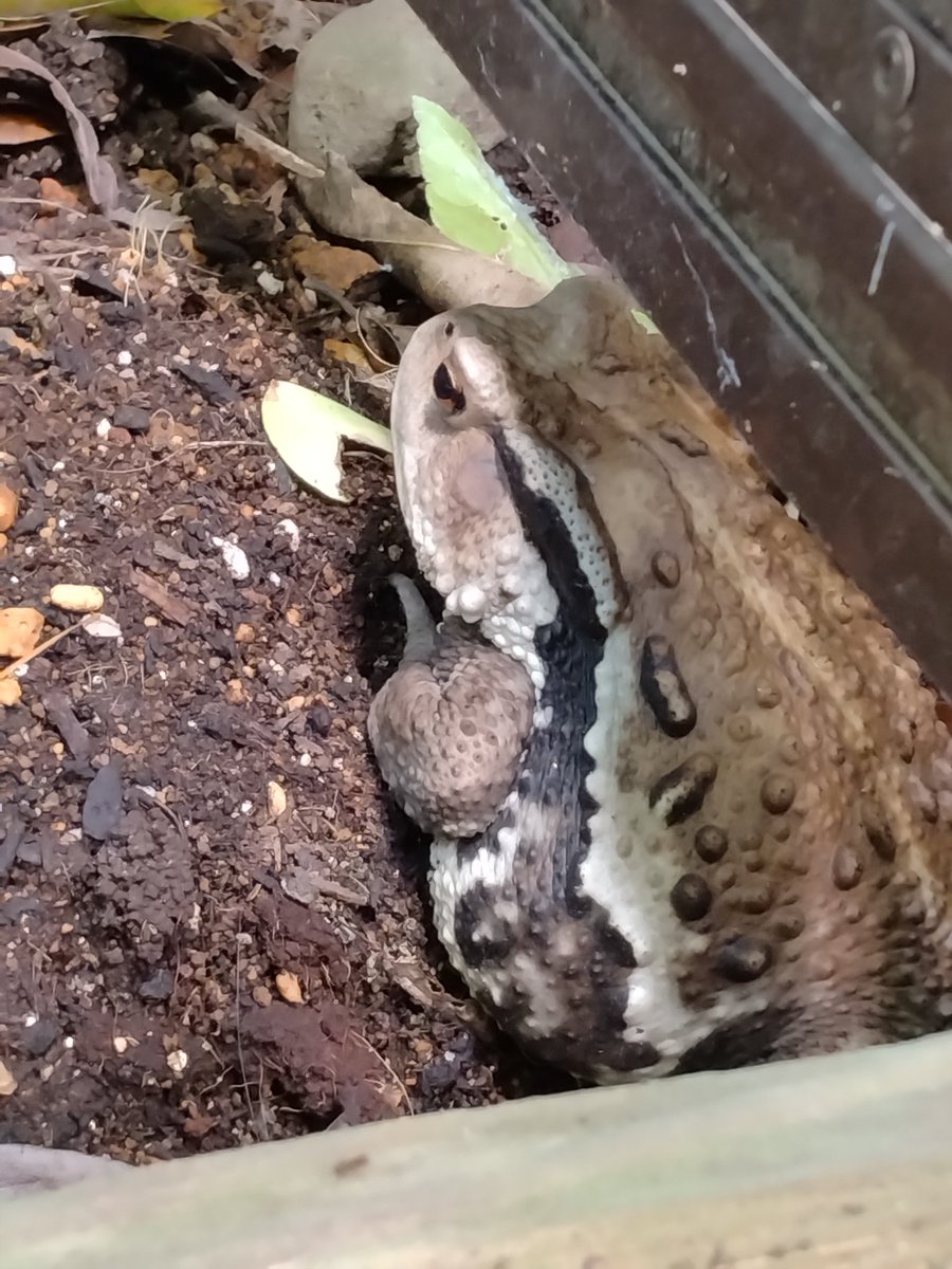 20224bibi's tweet photo. うちのハンター猫ちゃんが庭をしきりに🐱巡回中‼️発見‼️
何者か？🐸立派な
ヒキガエル？庭にひっそりといたので
びっくり！！🐸
よければどこか
お引越しを願いたい🙏
 #かえる #日常垢 https://t.co/LYbgFGi2xO