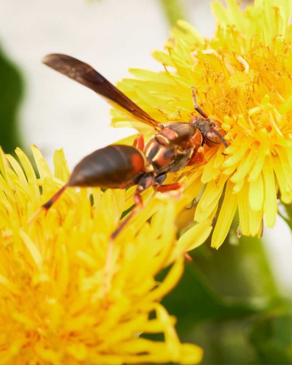 marie's macro photography tweet media