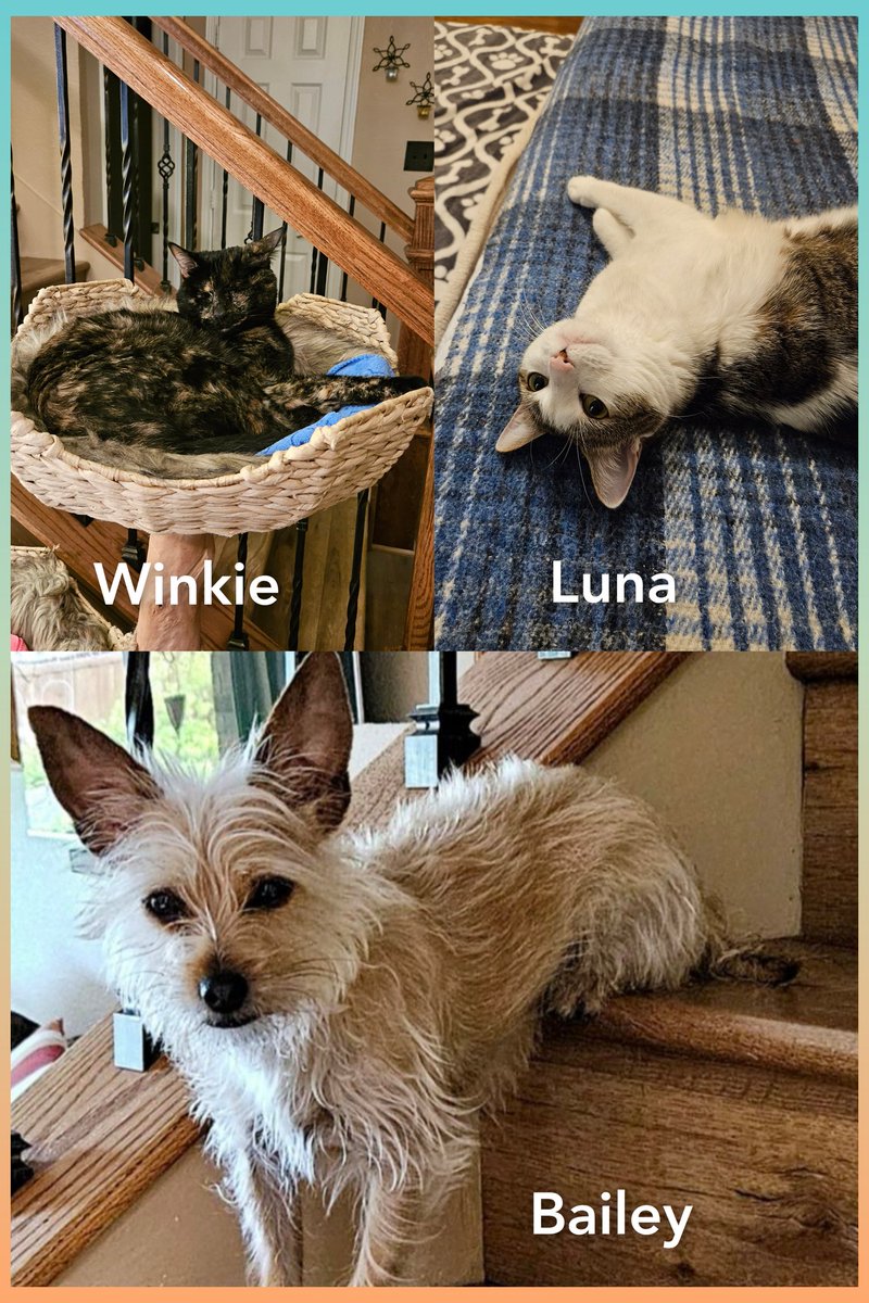 BethFrank's tweet image. Aww..so sweet. All of my fur babies. 😻🐶🐾 #petsaddlife