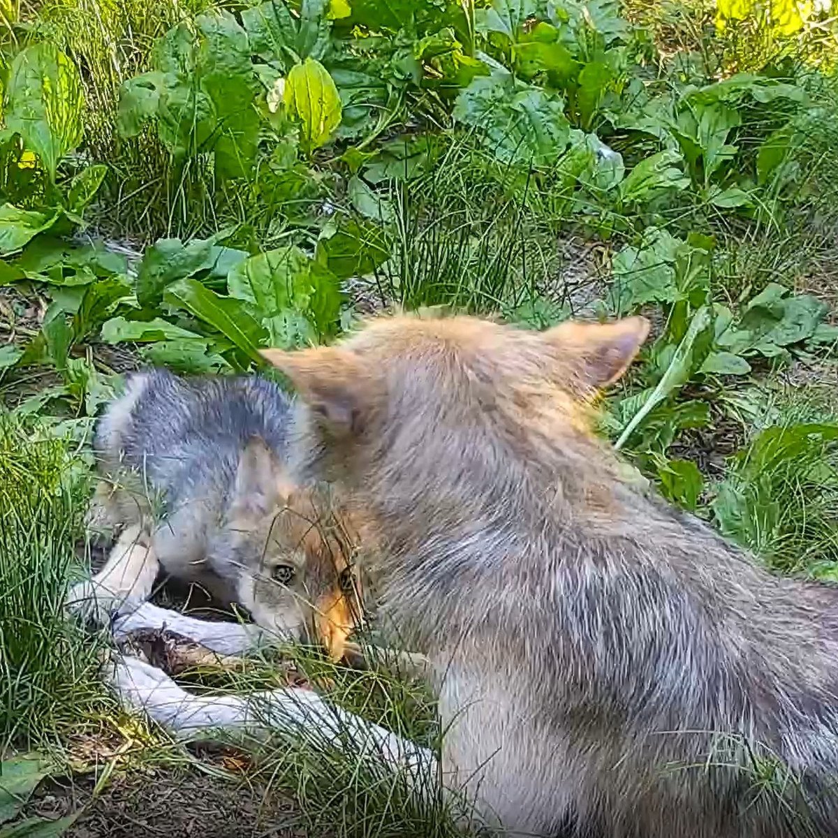As wolf pups grow + start to explore, new sights + sounds can be a little intimidating. Luckily, they have their parents to comfort them + look up to.

Join Mexican gray wolf Trumpet + her pups for a tender moment via live webcam ➡️ nywolf.org/meet-our-wolve…