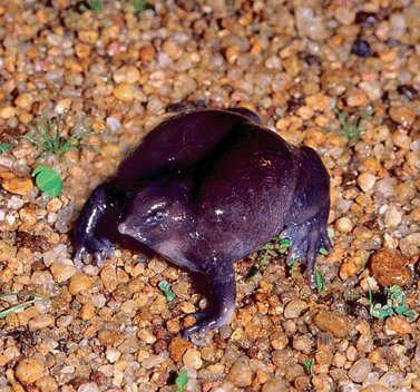 TCUMagazine's tweet photo. Twenty-one years ago, a “thought-to-be extinct, and distinctly purple frog” was found inhabiting the Western Ghats Mountains of India.

The discovery confirmed “what TCU-ers have long known,” wrote Nancy Bartosek. “Purple Frogs exist.”

https://t.co/ZMEfRT07pZ https://t.co/MdmKlVEbVP