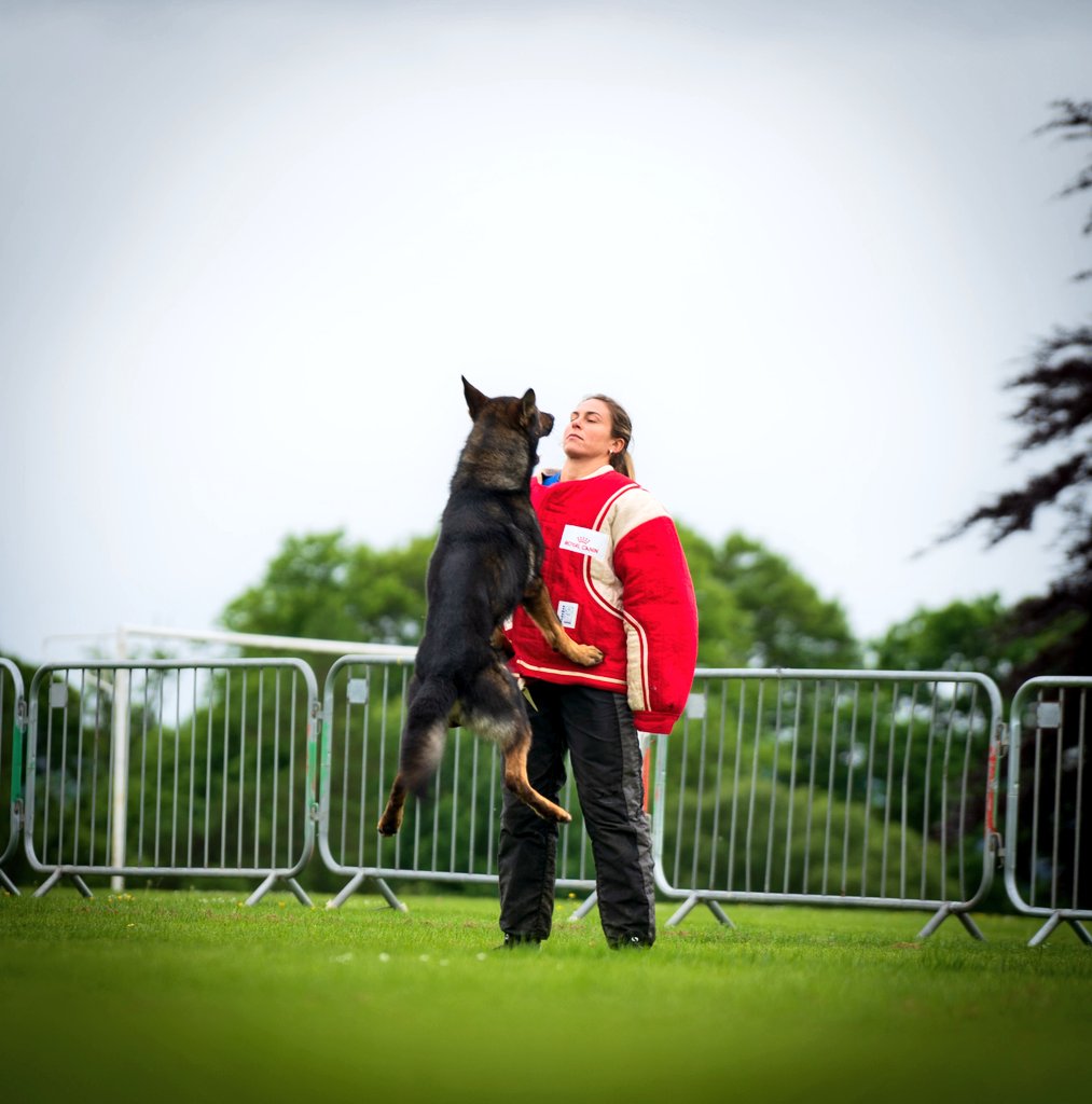 PoliceDogTrials's tweet photo. 62nd National Police Dog Trials https://t.co/kbriJMgOnQ