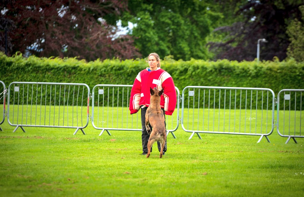 PoliceDogTrials's tweet photo. 62nd National Police Dog Trials https://t.co/kbriJMgOnQ