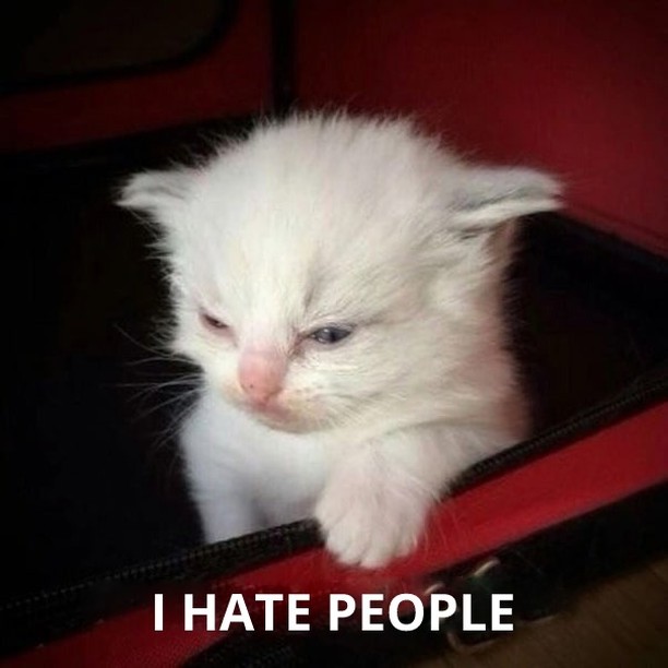 Punch Cat (@punchingcat) on Twitter photo 