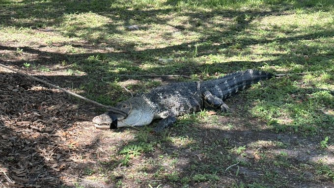So this was walking around the yard today. https://t.co/43eu0TRy9t