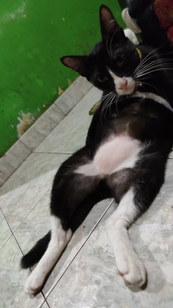 desinndp's tweet photo. @kochengfs Bapak bapak bergerilya mencari janda 😆 https://t.co/kWgi7oMDn9