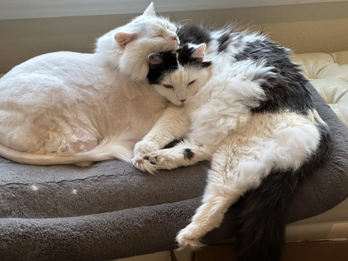 Hello everyone! I haven’t been posting in a few months now due to my new office job. Since I’m not at home as often- I can’t get many pictures of the girls! 🐈My daughter asked if she could have the account now- and of course I said yes! 
More Cece and Pearl content soon ❤️