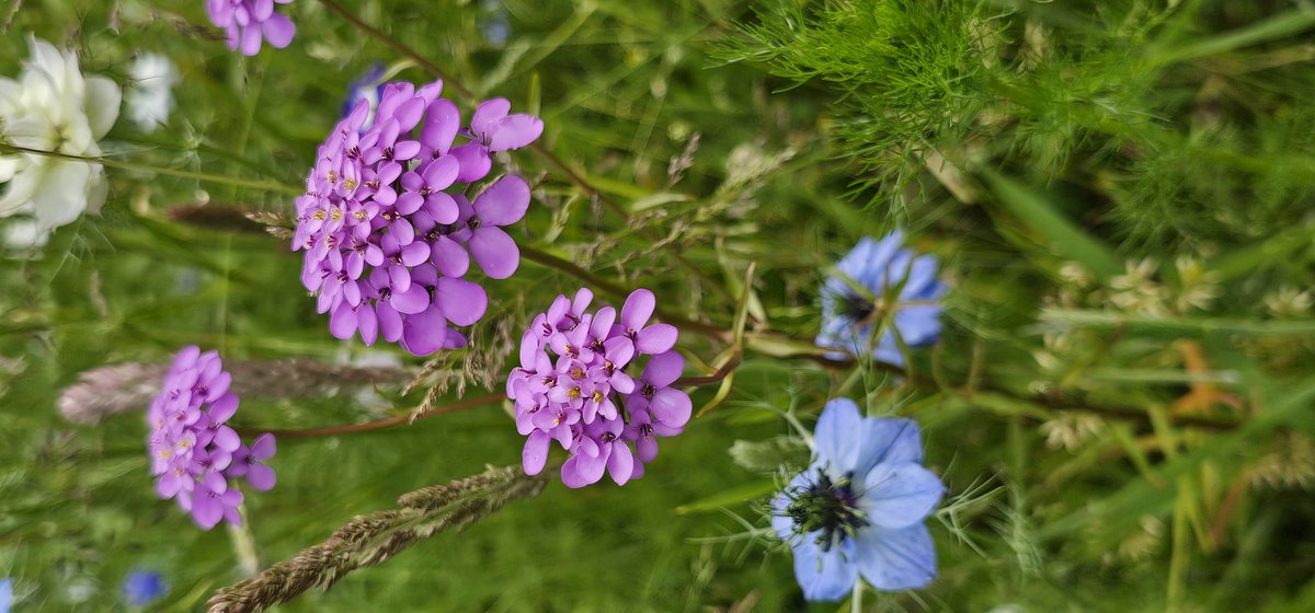 Hole Park Gardens tweet media