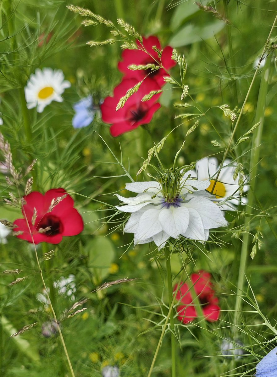 Hole Park Gardens tweet media