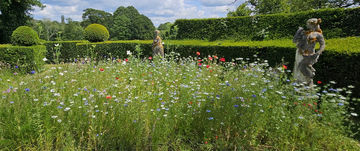 The flowery meadow at the four seasons is a mixture of hardy annuals we sow in October.
Some of the annuals we sowed Nigella, Papaver rhoeas, Agrostemma, Eschscholzia, Linum grandiflorum var rubrum, Ammi, Orlaya, Godetia, Eudianthe coeli-rosea, Larkspur and toadflax