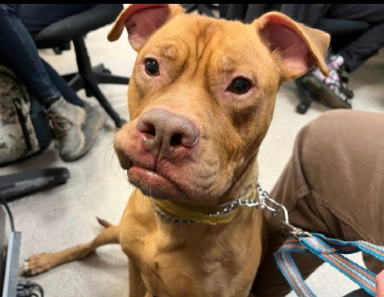 NMBewitched's tweet photo. Peanut Butter Buster💔
#AdoptMe #RescueMe
https://t.co/iH7FRe80ku
#RedPit #NYCACC #196917
Kennel Stress, Manners🙄
I would have paraded this priceless pup all over until adopted
Look at him walk, purely a pro; no reactivity
That face, that smile
Playful, eager & a love https://t.co/rlYWbCGKsg