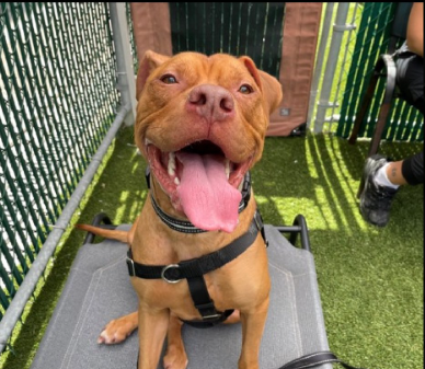 NMBewitched's tweet photo. Peanut Butter Buster💔
#AdoptMe #RescueMe
https://t.co/iH7FRe80ku
#RedPit #NYCACC #196917
Kennel Stress, Manners🙄
I would have paraded this priceless pup all over until adopted
Look at him walk, purely a pro; no reactivity
That face, that smile
Playful, eager & a love https://t.co/rlYWbCGKsg