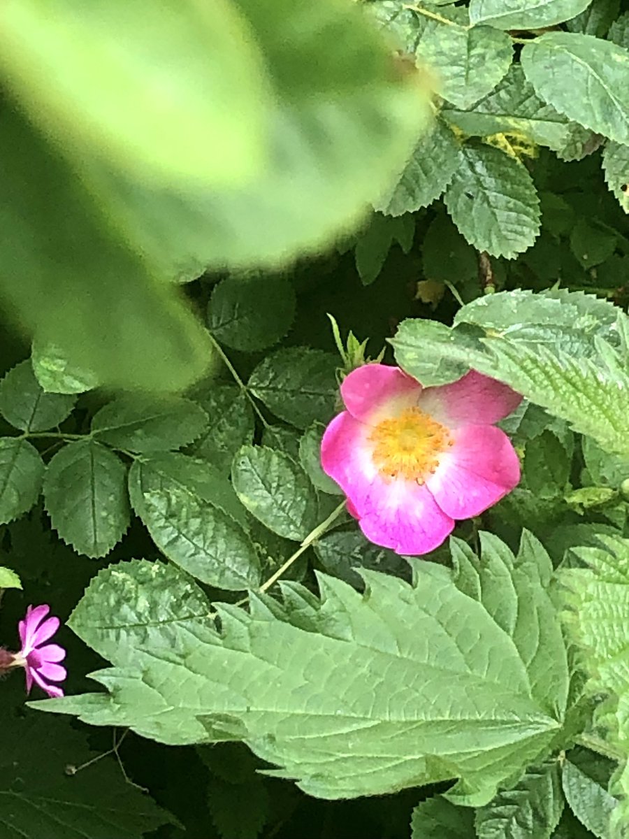 j_satsi's tweet photo. EVENT

The session will ask: “How can we stand in solidarity with nonhuman beings and earth others in the stories we tell?” 

Tickets:

https://t.co/Ek3Puy5XQA

#flower #wildflower  #nature #plants #30dayswild #dailydoseofnature #365dayswild #wildrose #bees #naturephotography https://t.co/l16MaEL3UE