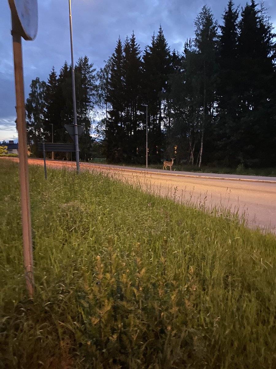 Los perros callejeros suecos