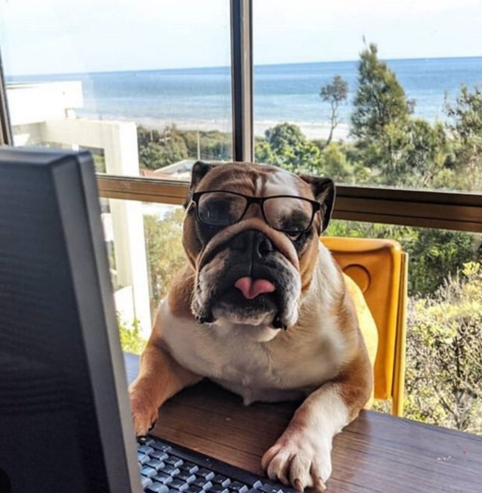 "Buy The Dipp"
       -#DIPPdog 2024

DIPPdog.io #Solana