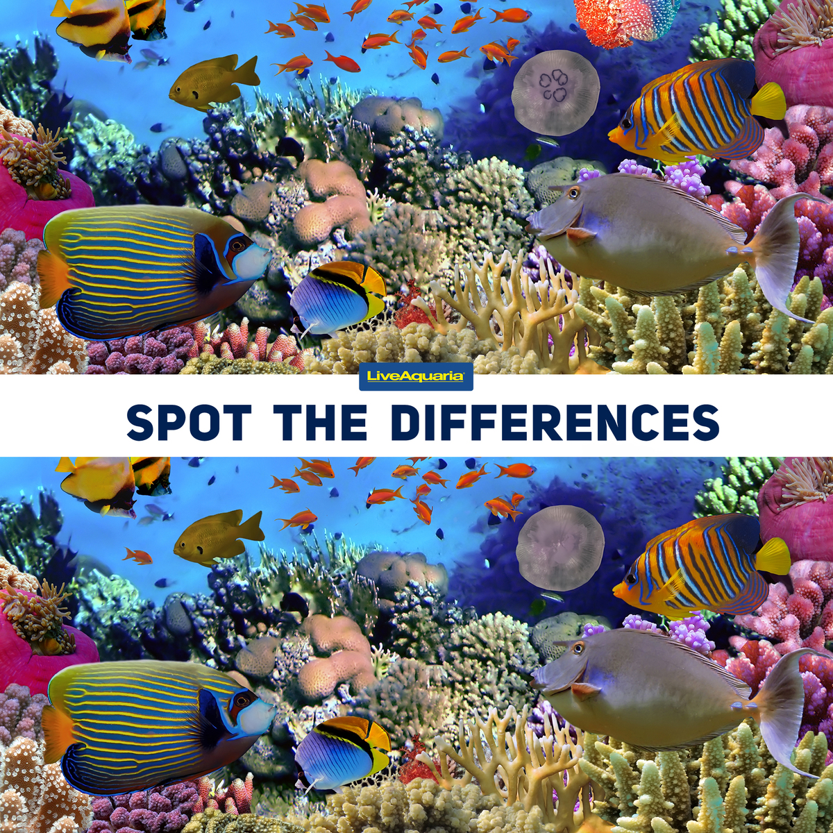 LiveAquaria's tweet image. Don’t let your eyes deceive you! Spot the differences between these two images. Let us know your progress in the comments below: “Found them” “Still looking” or “Need help”

#spotthedifference #findthedifference #fishgame #fishfun #fishpic