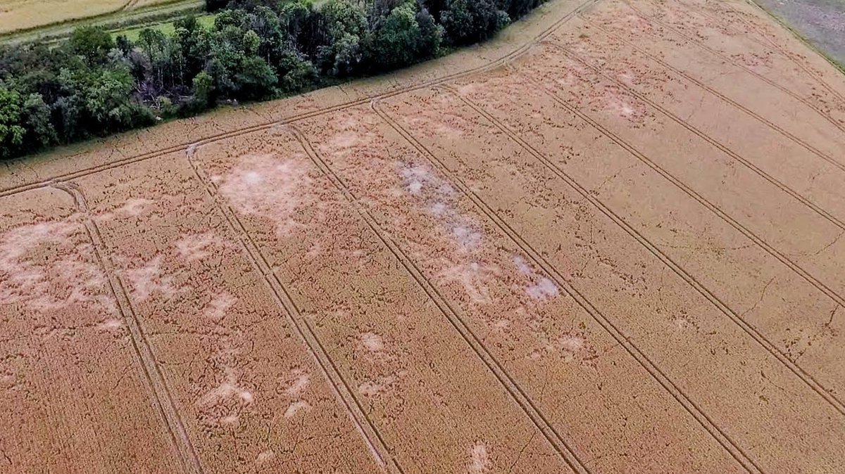 David Forge tweet media