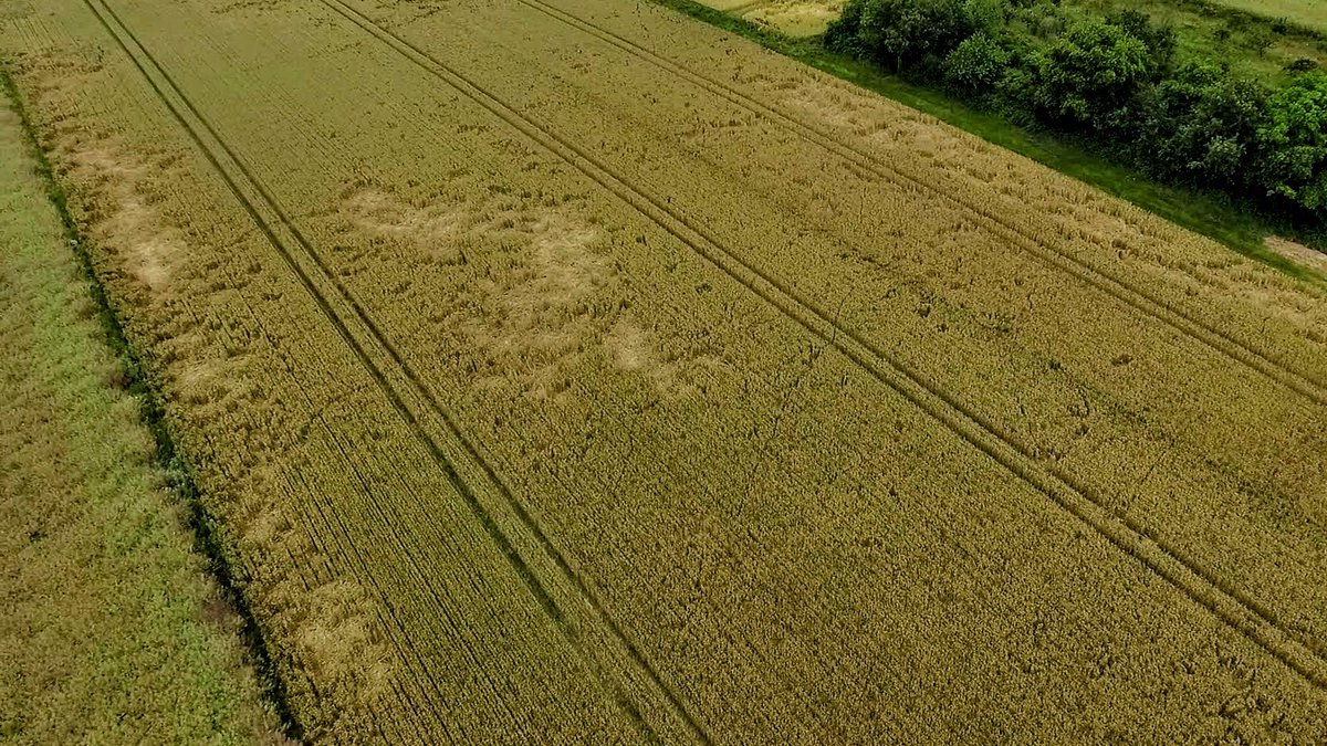 David Forge tweet media