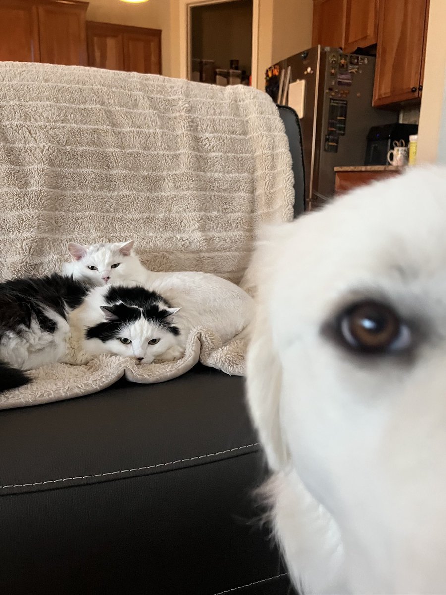 How would you caption this? #itscomplicated #whoiswatchingwho #CatsOfTwitter #CatsOnX #sisters