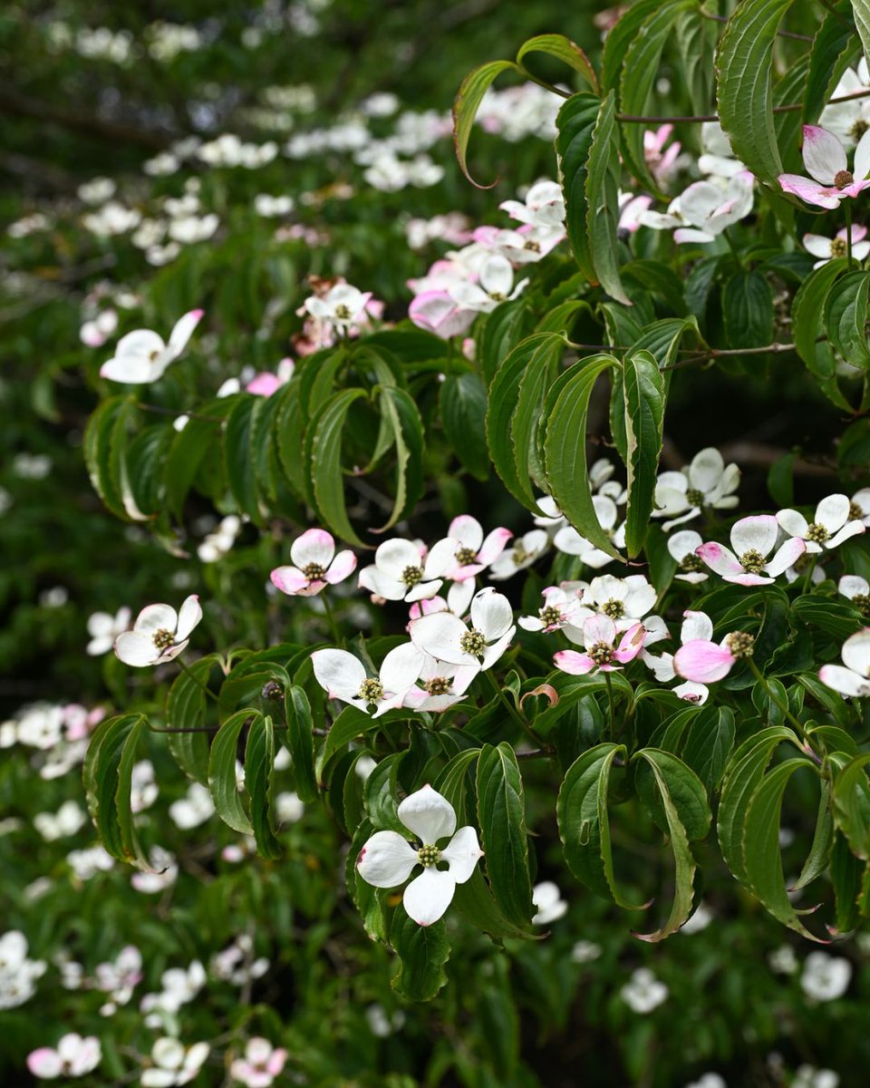 San Francisco Botanical Garden tweet media