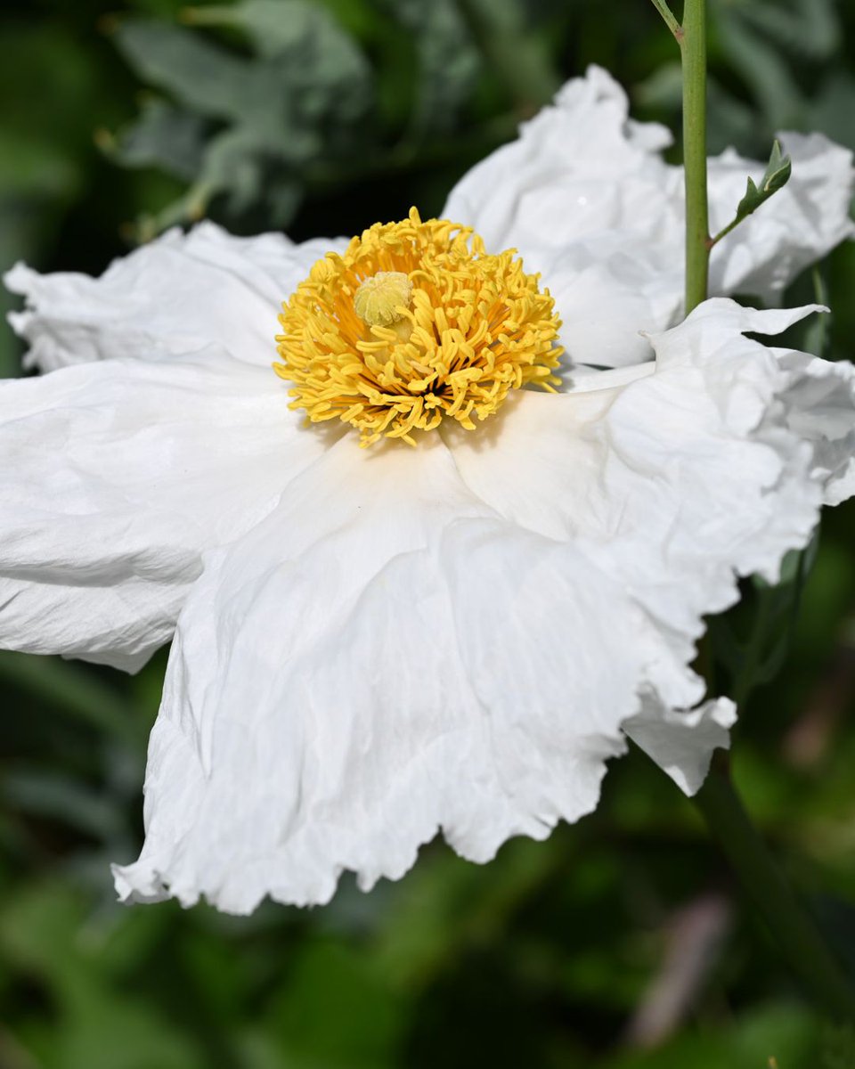 San Francisco Botanical Garden tweet media