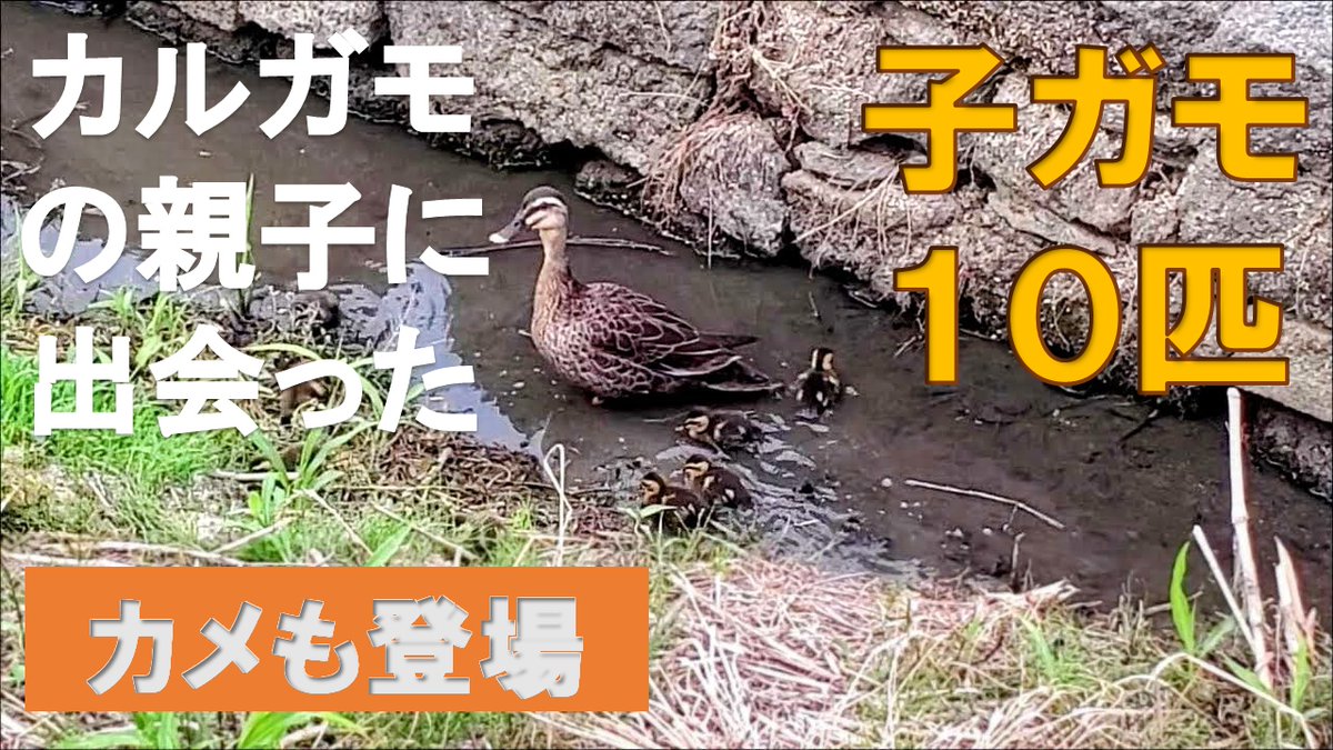 Time_Tripper's tweet photo. 最近、ずっと気になっているカルガモの親子とカメの様子です。カモは早成性で生まれてからすぐに自活する能力があるようですが、何が食べられるものか？どうやって判断してるのでしょうね。

https://t.co/hPFFPDTmfc

#野鳥 #カモ #カルガモ #バードウォッチ #カメ #アカミミガメ #自然観察 https://t.co/YDTJivE5GW