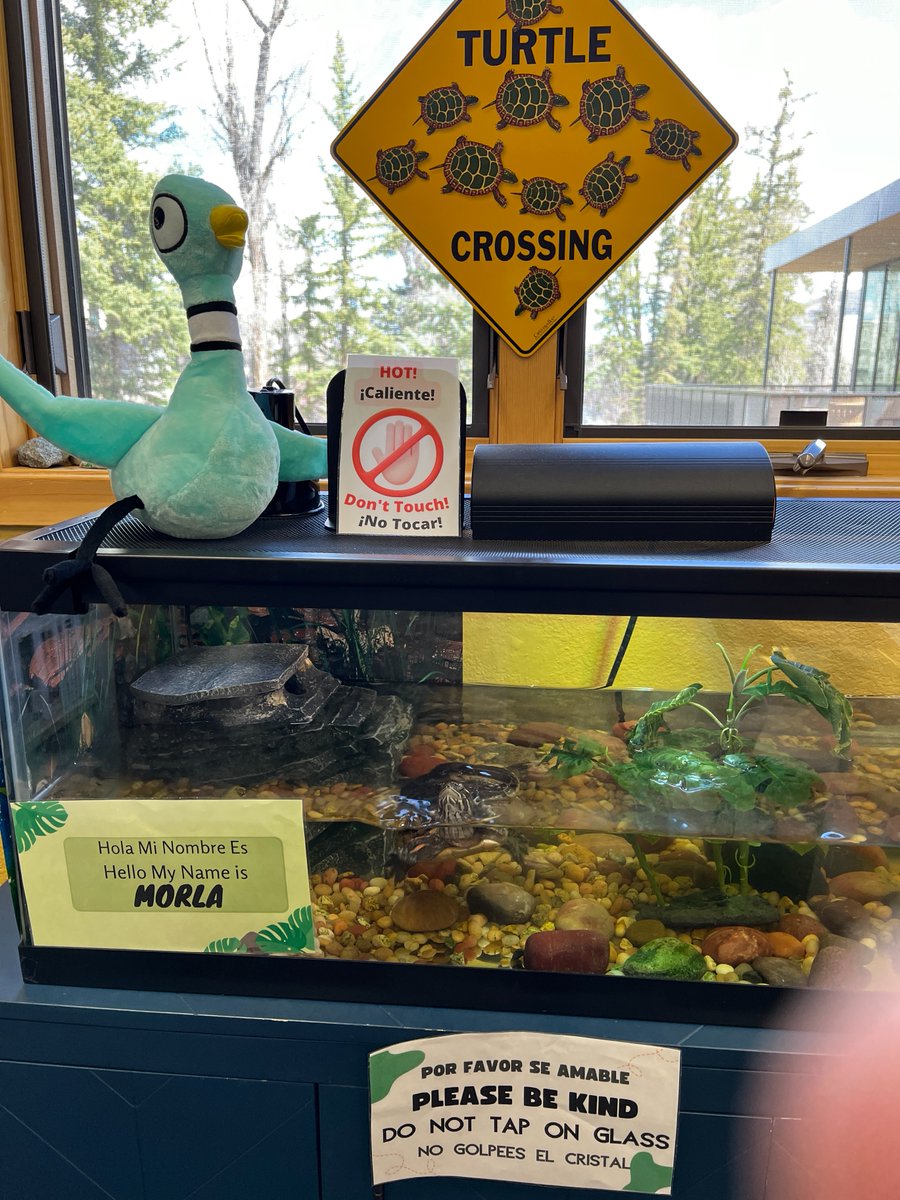 codepted's tweet photo. Librarians at @summitlibrary's North Branch Silverthorne tried to interest  @The_Pigeon in a puzzle. The Pigeon had other ideas -- revising a scavenger hunt and ignoring a warning about Morla the turtle's hot lamp. The Pigeon now has 1st degree wing burns but is recovering. https://t.co/NHvV1usipf