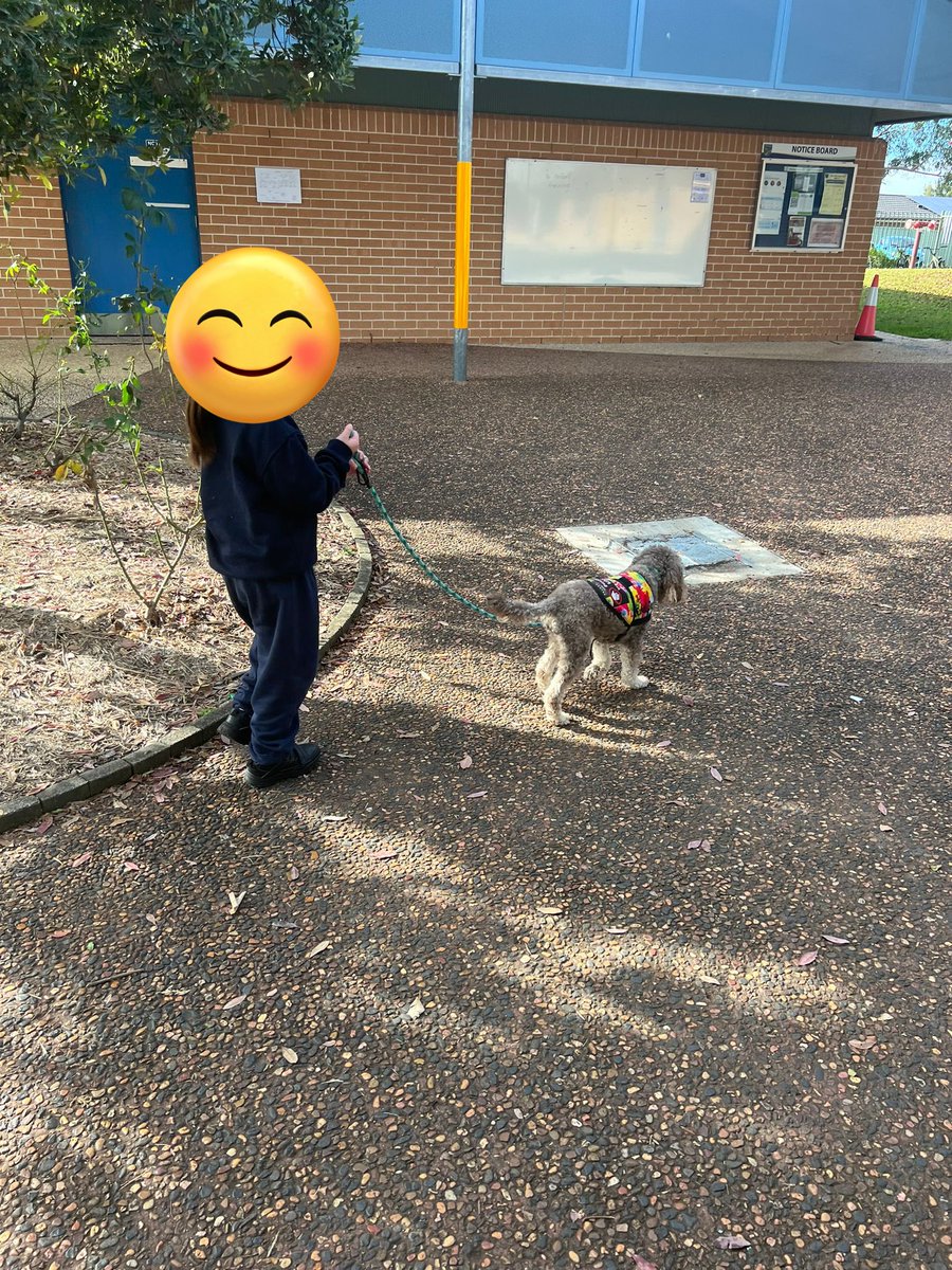 Therapuppy1's tweet image. Sometimes a simple reward of taking Mowgli for a walk is enough to get a reluctant learner to write a sentence or two. #Mowgli #Schooldog #dogsofeducation #therapydog #lovewhatwedo #lovewherewelearn #cavoodle #cute #dogs #doglife #dogsrule