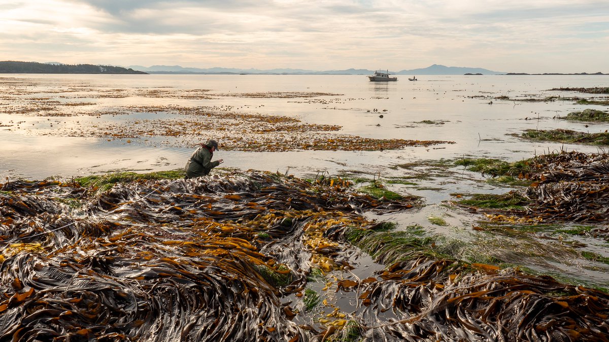 [Job posting] 

Hakai &amp; <a href="/UBC/">University of British Columbia</a> are hiring for 2 Sentinels of Change Alliance postdoc fellowships! Apply by June 21 (intertidal host-parasite dynamics) &amp; 27 (biodiversity &amp; seasonality of seaweed communities).

Details about postings &amp; Sentinels program:
tula.org/about/careers/…