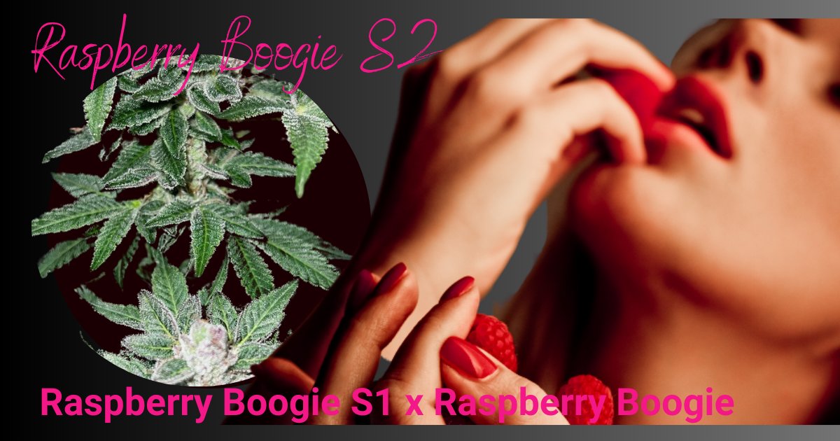 MoscaSeeds's tweet photo. Raspberry Boogie is our most popular strain and for good reason. She has a Loud Raspberry aroma and terp profile, ease to grow, and Super Strong! Check her out!
https://t.co/UeUZavw0Yc

#moscaseeds
#growyourown
#howtogrow
#cannabisseeds
#RaspberryBoogie https://t.co/AZlx5dMSXm