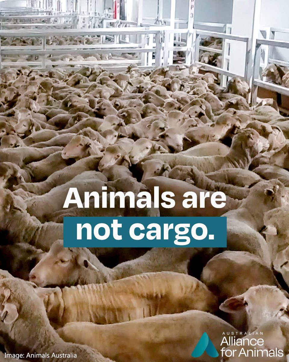 Alliance_AAFA's tweet photo. Today is #BanLiveExports International Awareness Day. 
Every year, millions of farmed animals experience overcrowding, exhaustion, starvation, dehydration, pain, and extreme stress on live export vessels.

Together, we can end this cruel trade – are you with us? https://t.co/5Ohxebo3uO