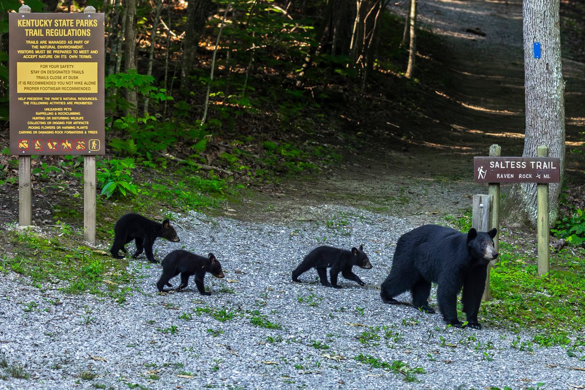ryanhermens's tweet photo. In Kentucky, it's Goldilocks and the Four Bears.

What an amazing morning at Kingdom Come State Park.

@heraldleader @KYStateParks https://t.co/DNmJrRCPxp