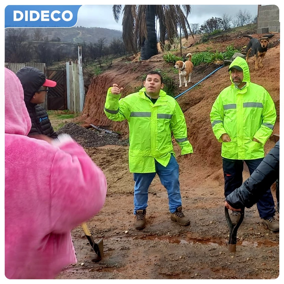 𝐌𝐔𝐍𝐈𝐂𝐈𝐏𝐈𝐎 𝐄𝐍 𝐓𝐄𝐑𝐑𝐄𝐍𝐎
Durante horas de la tarde, los equipos de Desarrollo Comunitario siguen desplegados en los sectores más afectados por los vientos y lluvias, entregando sacos de arena, plásticos y aplicando FIBE a las familias damnificadas. #MuniViña