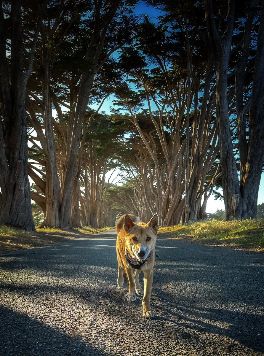 Tracydr12's tweet photo. Kodi the New Guinea Singing Dog, having fun exploring the point Reyes cypress tree tunnel.
#ngsd #newguineasingingdog #dingoisjustadog #asianprimitivebreeds #raredogs #mydog #california #ptreyes #pointreyes #nationalparks #cypresstreetunnel https://t.co/HijinaNRLj