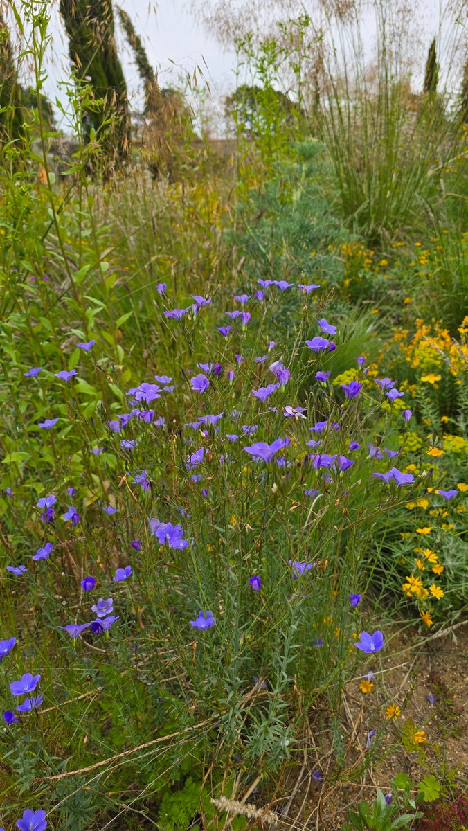 SimonTanner's tweet photo. Great day out @KneppWilding touring the inspired rewilded gardens. Had a truly delicious meal at @KneppKitchen https://t.co/UMdSw3gHTf