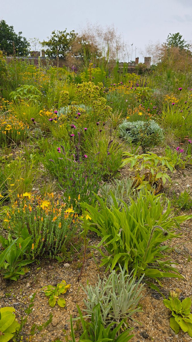 SimonTanner's tweet photo. Great day out @KneppWilding touring the inspired rewilded gardens. Had a truly delicious meal at @KneppKitchen https://t.co/UMdSw3gHTf