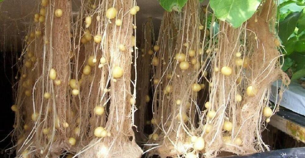 Gabrielasjr's tweet photo. Que viva la Alianza Científico-Campesina un referente de Venezuela venciendo las sanciones!

#CienciaParaLaVida https://t.co/N3JRUFC5pm