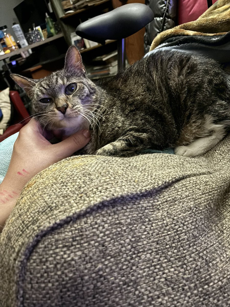 PFlamingo20's tweet photo. @GrimCurriculum Here is a lovely Elder kitty. https://t.co/sy1eBNVGaO
