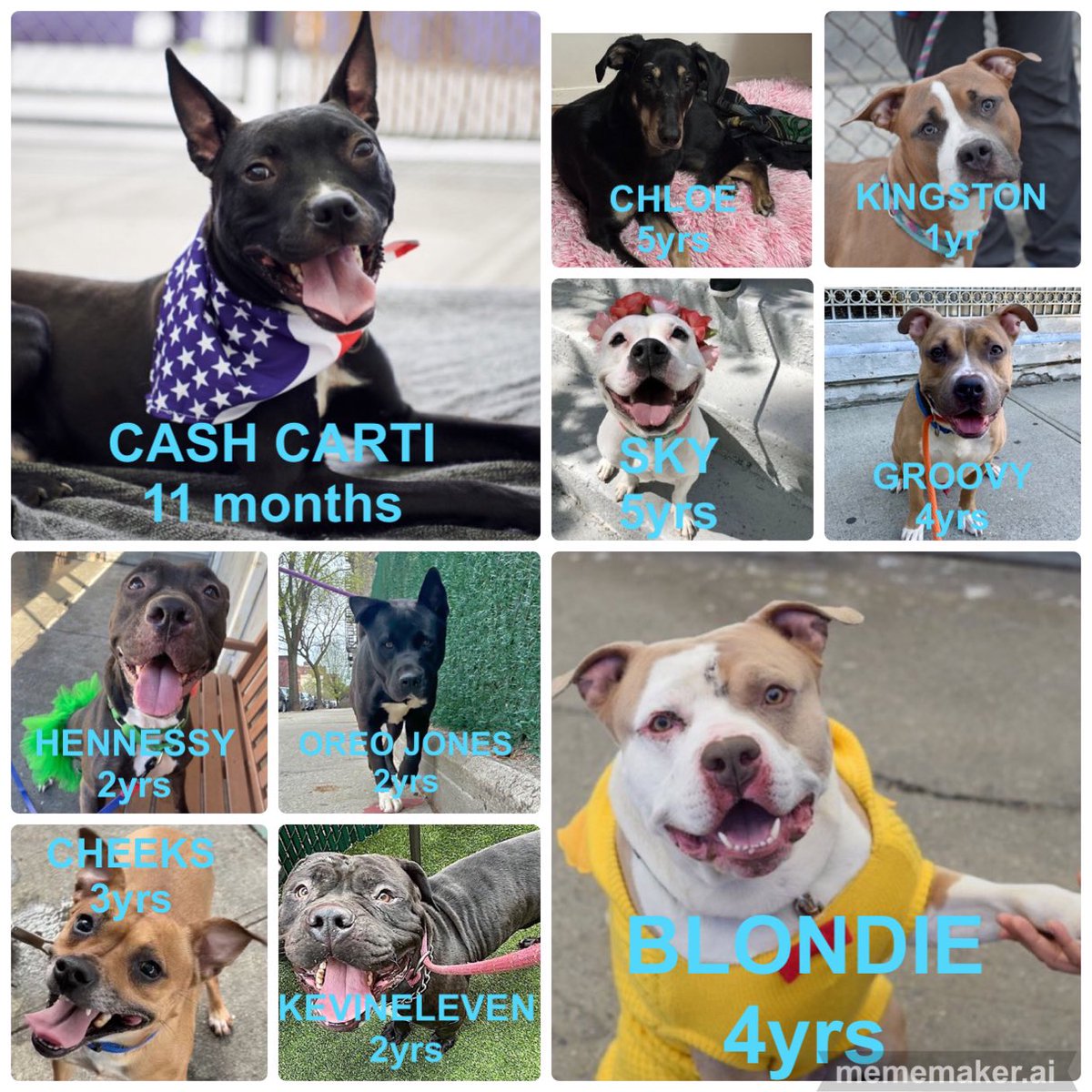 @PawsnTails4TX 🇺🇸🇺🇸🐾🐾 tweet media