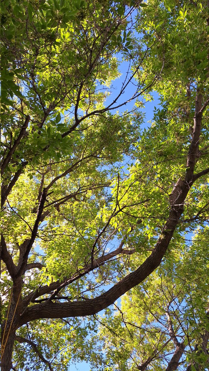 pattage23's tweet photo. Spring in #Edmonton is beautiful.
#SpringStrolls #yegSpring https://t.co/g3ira7WytT