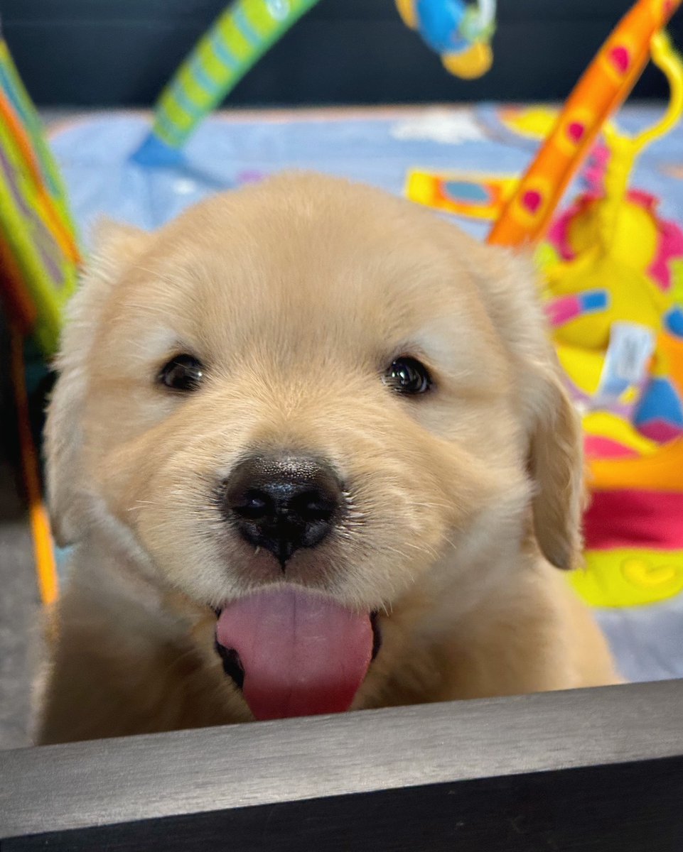 dogs so cute that could save the world tweet media